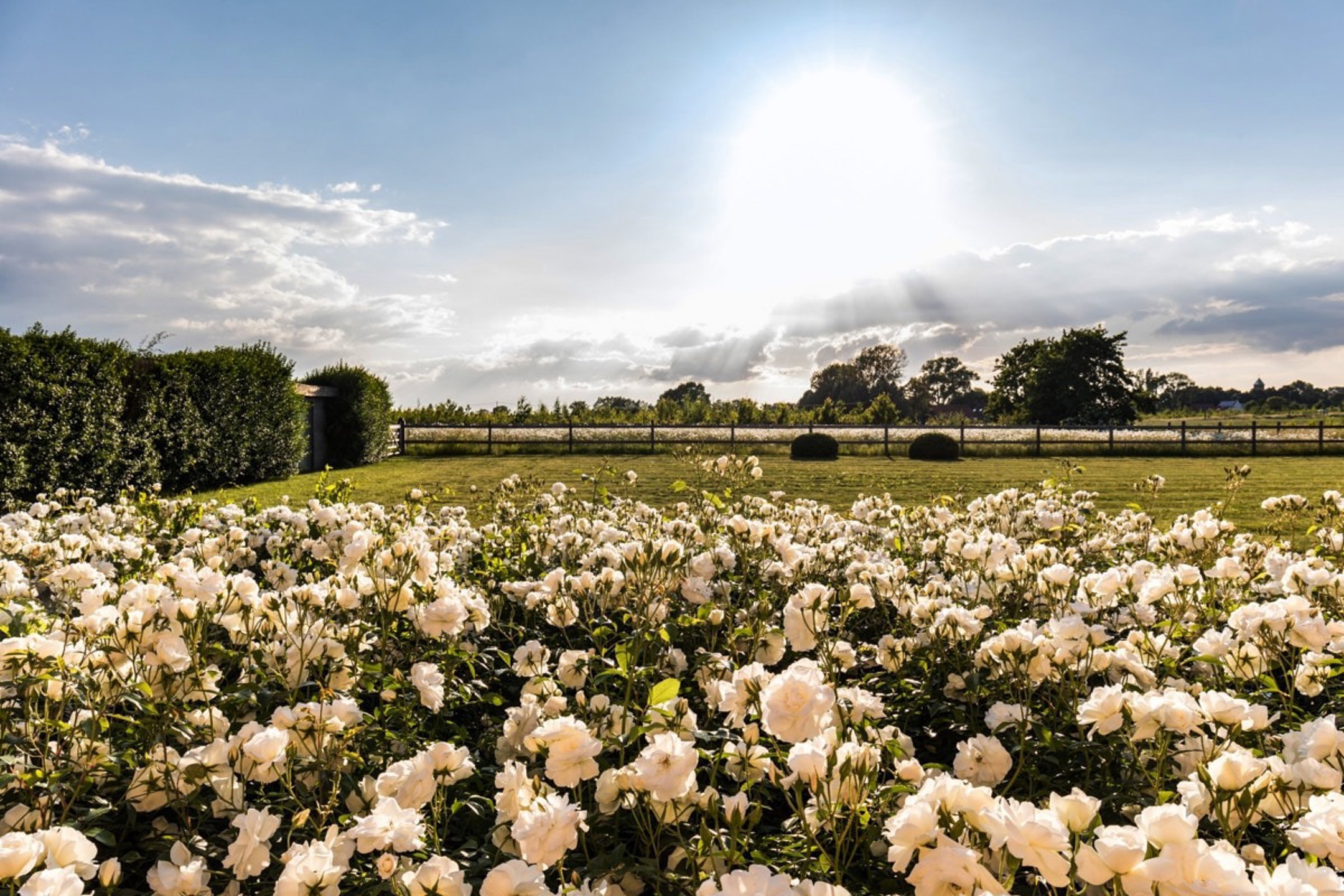 Prachtige hoevewoning met loods en bouwgrond op 2,7 hectare - foto 4