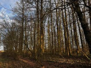 Prachtig divers bos en weideland 33590 m² met verschillende mogelijkheden en grenzende aan de openbare weg. Het betreft de percelen B333c, D710b en D710a, en deze worden samen aangeboden in één lot.