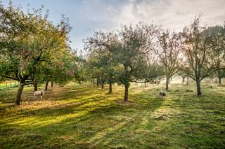 Villa exclusive sur un grand terrain dans le charmant Rumst - où le luxe et la tranquillité se rencontrent sur 2,9 hectaresDécouvrez une opportunité...