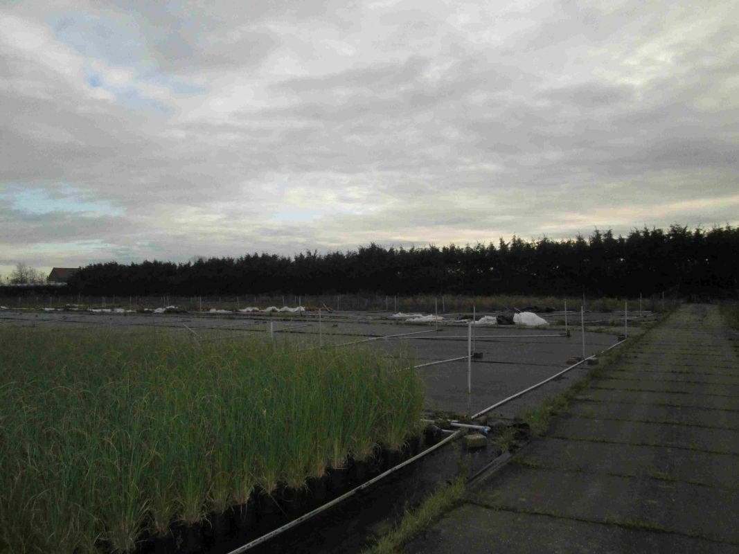 Rendabele plantenkwekerij van circa 9 ha te koop te Menen - photo 4