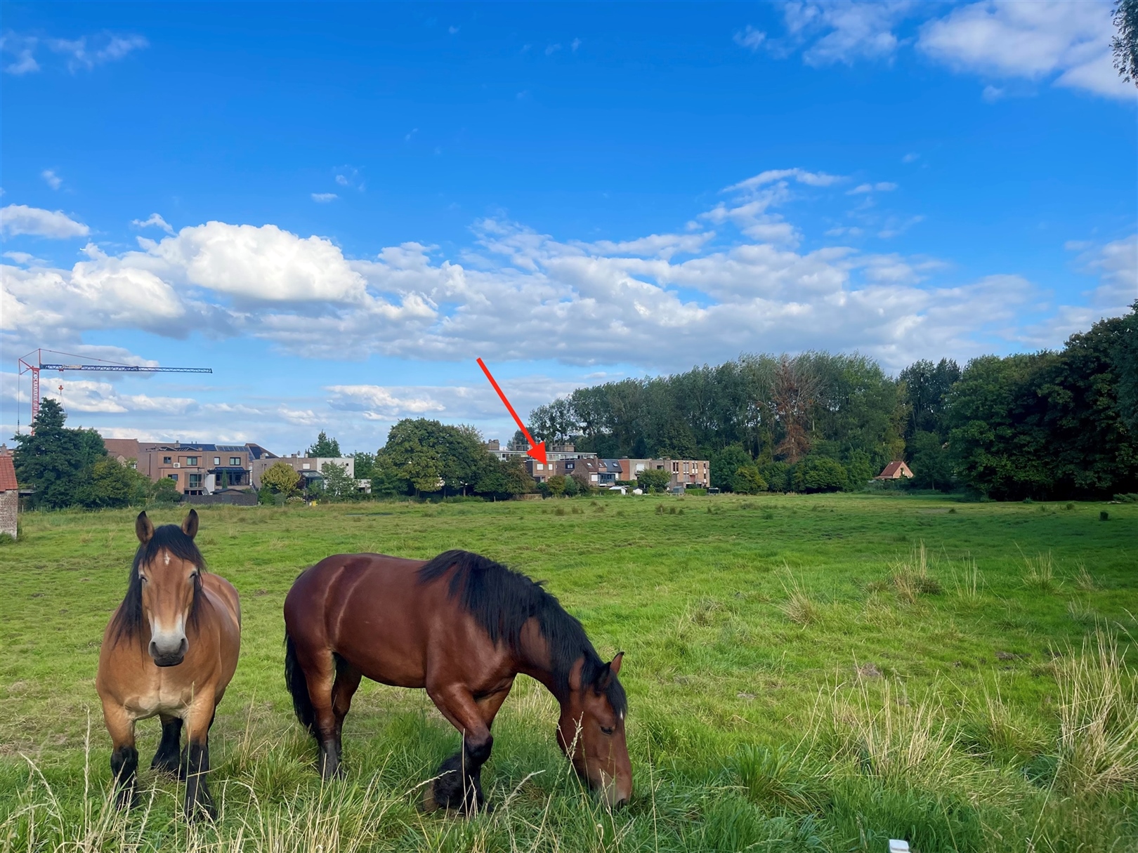 Ruime woning met 4 slpkmrs & uniek zicht in rustige straat! - foto 3