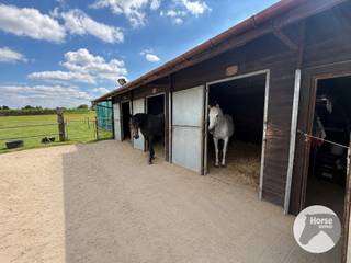 ASSE - Verzorgde paardenaccommodatie op 1,07ha met stallen<br /><br />Op een vlot bereikbare locatie in Asse bevindt zich deze verzorgde accommodatie op een perceel van ca. 1,07 hectare, waar functionaliteit en comfort hand in hand gaan. De eigendom werd met oog voor praktisch gebruik ingericht en biedt alles wat nodig is om uw paarden in een aangename en goed georganiseerde omgeving te huisvesten.<br /><br />De stallen omvatten drie ruime paardenboxen en een zadelkamer/berging. Daarnaast is er ook een handige paddock en een praktische opslagruimte voor hooi en stro. De weide werd opgedeeld in twee afzonderlijke percelen, waardoor een doordacht begrazingsbeheer mogelijk is en het grasland optimaal behouden blijft. Dankzij deze indeling kunnen uw paarden genieten van voldoende ruimte, terwijl u het onderhoud van de weides efficiënt organiseert.<br /><br />Ook op vlak van voorzieningen is aan alles gedacht. De drinkbak is aangesloten op een waterput, zodat uw paarden steeds over koel en vers water beschikken. Daarnaast zorgen drie regenwateropvangvaten, goed voor een totale capaciteit van ongeveer 2.500 liter, voor een duurzame watervoorziening. Verlichting is eveneens aanwezig en kan eenvoudig gebruikt worden door een generator aan te sluiten.<br />De eigendom is te vinden met volgende coördinaten: 50.907514, 4.216432<br /><br />Deze eigendom vormt de ideale plek voor wie zijn paarden wil houden in alle rust.<br />Een zeldzame kans voor wie op zoek is naar een klein paradijs op een unieke locatie.<br /><br />Aarzel niet ons te contacteren voor meer informatie of een bezoek: 053/60.65.66
