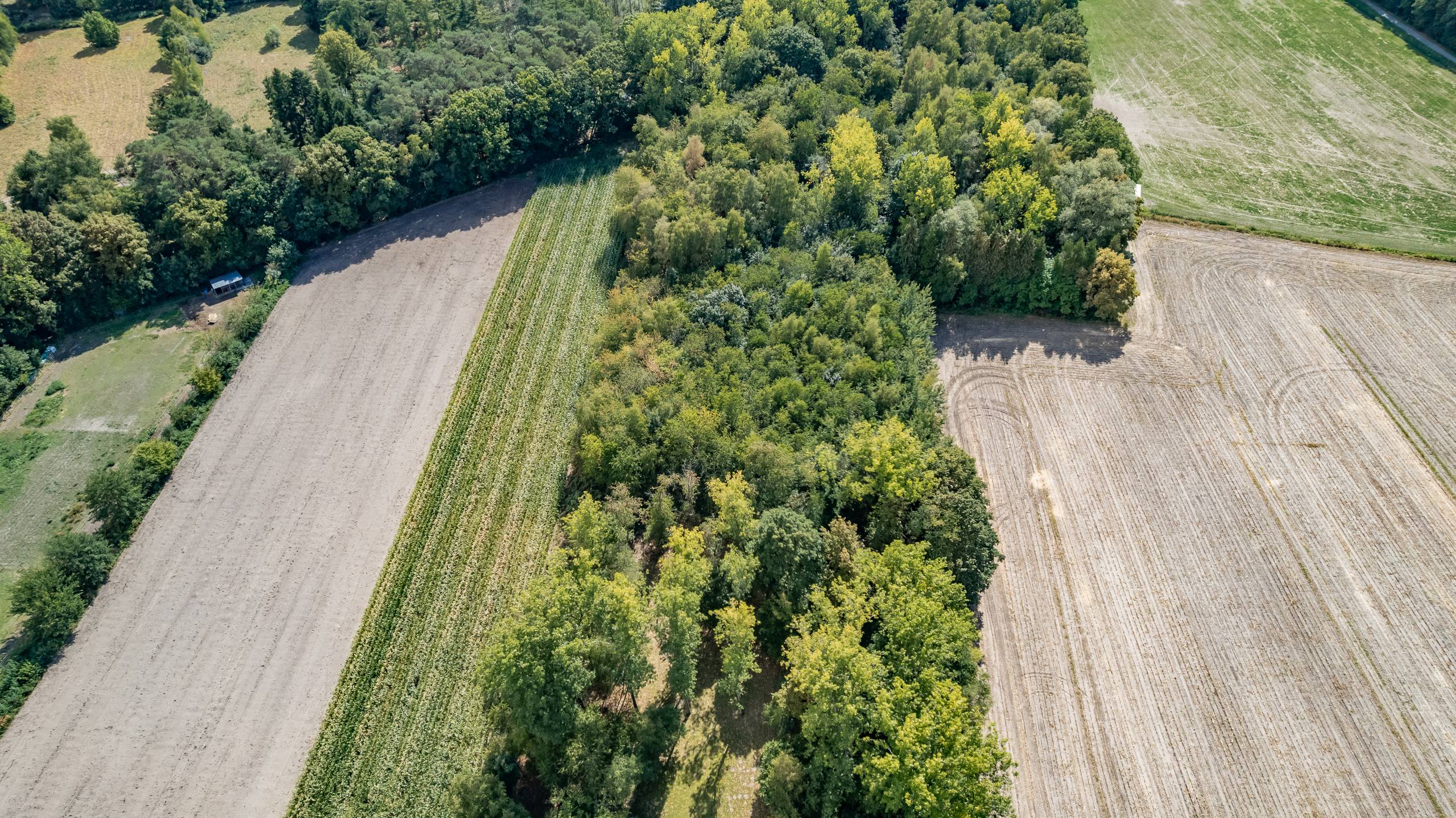 BOSGROND IN WACHTEBEKE (4.690m²) UNIEK KANS IN HET GROEN - foto 4