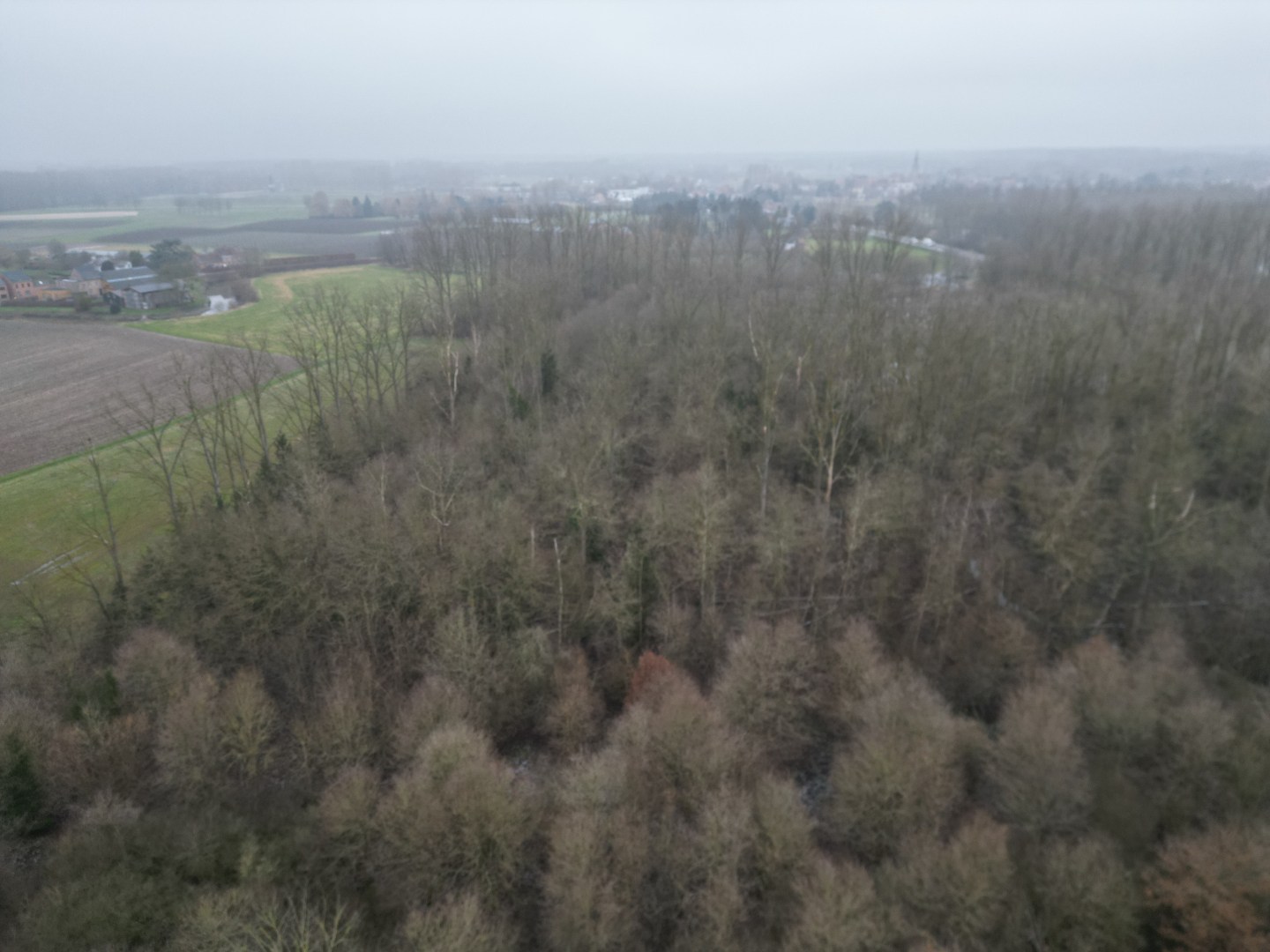 Percelen bos te Rotselaar. IN OPTIE! - foto 4