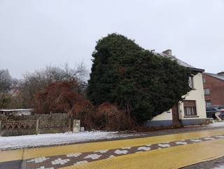 Terrain à vendre à Lubbeek