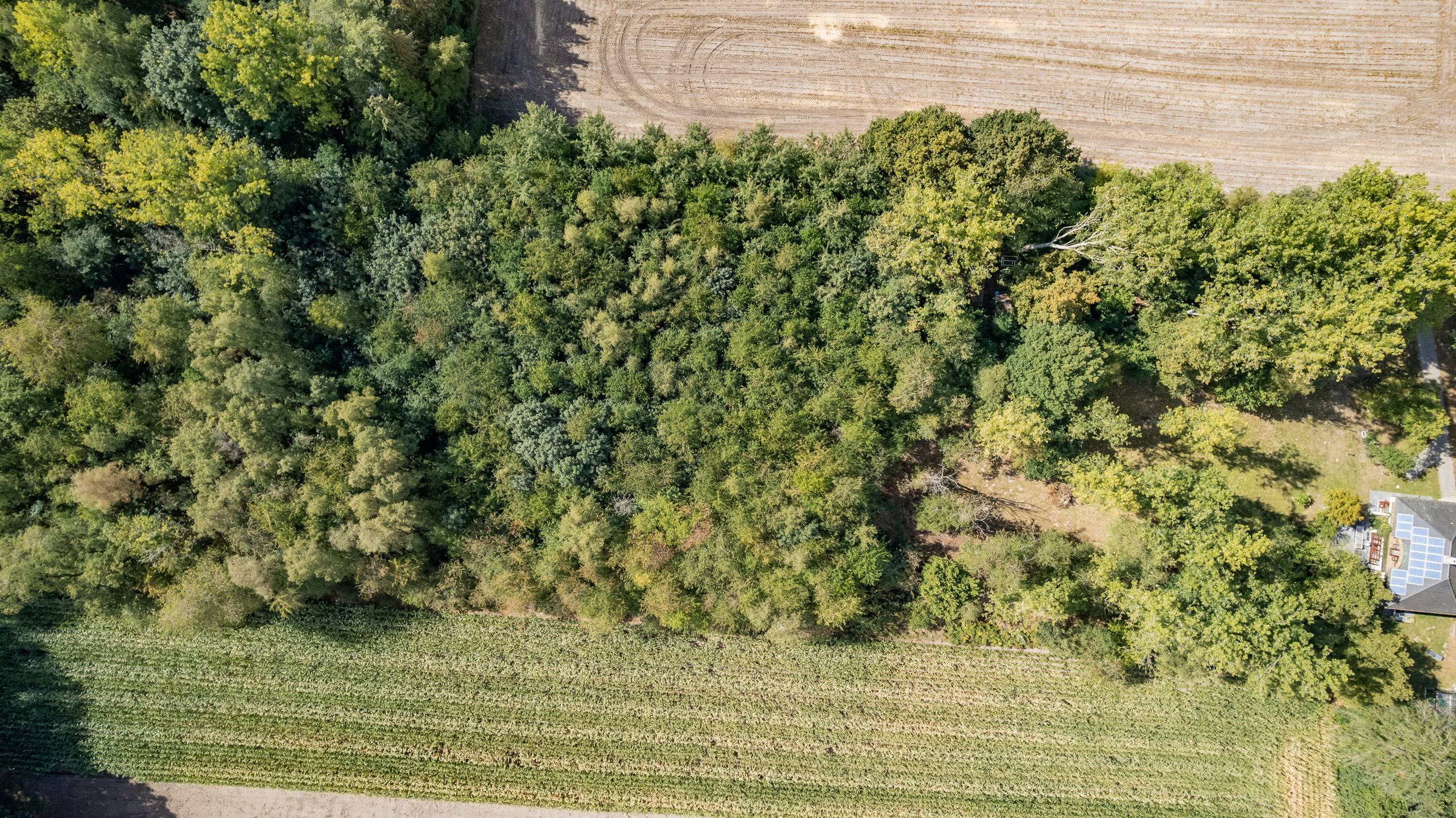 BOSGROND IN WACHTEBEKE (4.690m²) UNIEK KANS IN HET GROEN - foto 3