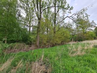 In het groene Eksel op een rustige locatie in Maye Bemden vinden we deze 2 percelen bos van samen +/- 41 are. Het totaal is +/- 200 m lang en 20 m breed en toegankelijk via een weggetje.<br /><br />Watertoets: P-score A en D<br /><br /> 