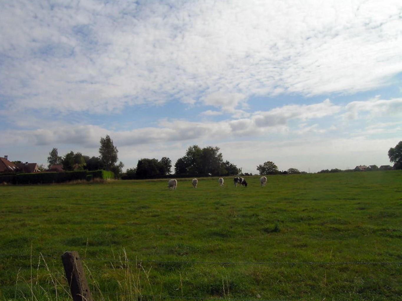 Grond te koop in Asse - foto 3