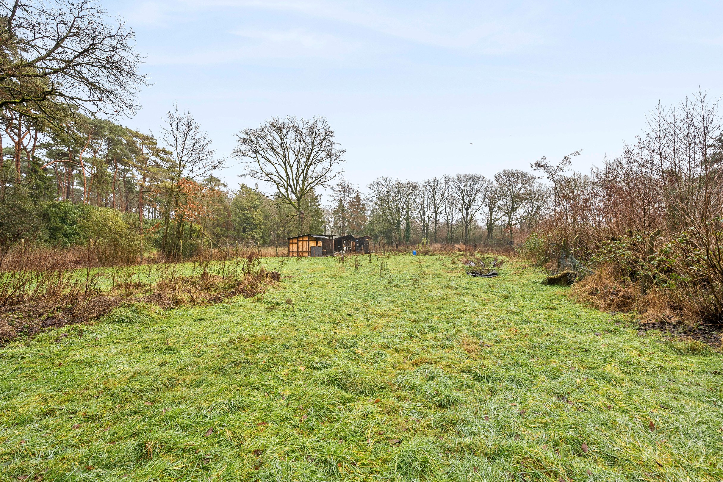 Rustig gelegen natuurperceel van 3.171 m² langs de Belsebaan in Balen - foto 4