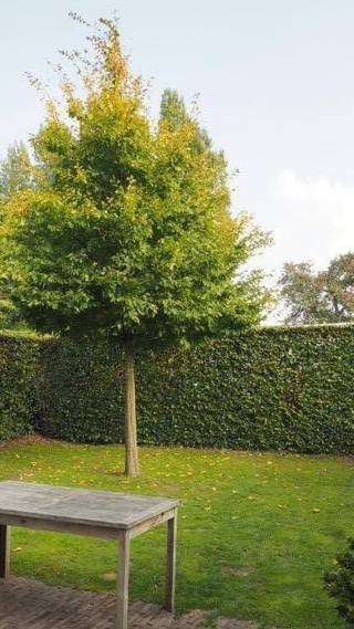 Gelijkvloerse ééngezinswoning zonder gemene delen of kosten, met privéterras (24 m²) en zonnige tuin (118 m²). Rustig gelegen, weg van de straat, op wandelafstand van het centrum van Kontich. Vlotte bereikbaarheid van winkels, scholen, openbaar vervoer, station, E19 en A12.<br /><br />Bewoonbare oppervlakte ca. 100 m² met overvloedig natuurlijk licht. Indeling: inkomhal, apart toilet, ruime leef- en eetruimte (35 m²), open ingerichte keuken, 2 slaapkamers, badkamer met dubbele wastafel en instapdouche, 2 bergruimtes en directe toegang tot terras en tuin.<br /><br />Extra troef: 2 parkeerplaatsen met afgesloten privéberging (te huren aan €120/maand). <br /><br />Mis deze uitzonderlijke kans niet om te wonen in een autonome vrijstaande bebouwing (bj 2008) met een bijzondere architecturale uitstraling met veel privacy, gelegen in een groene en rustige omgeving, vlakbij alle mogelijke faciliteiten. Beschikbaar vanaf 1 juli.<br /><br />