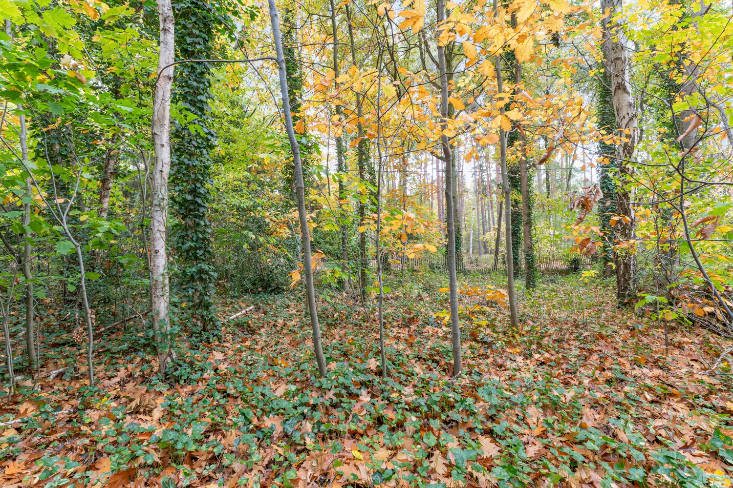 Residentieel gelegen bouwgrond van 15 are voor een open bebouwing te Rotselaar (Heikantberg) - foto 3