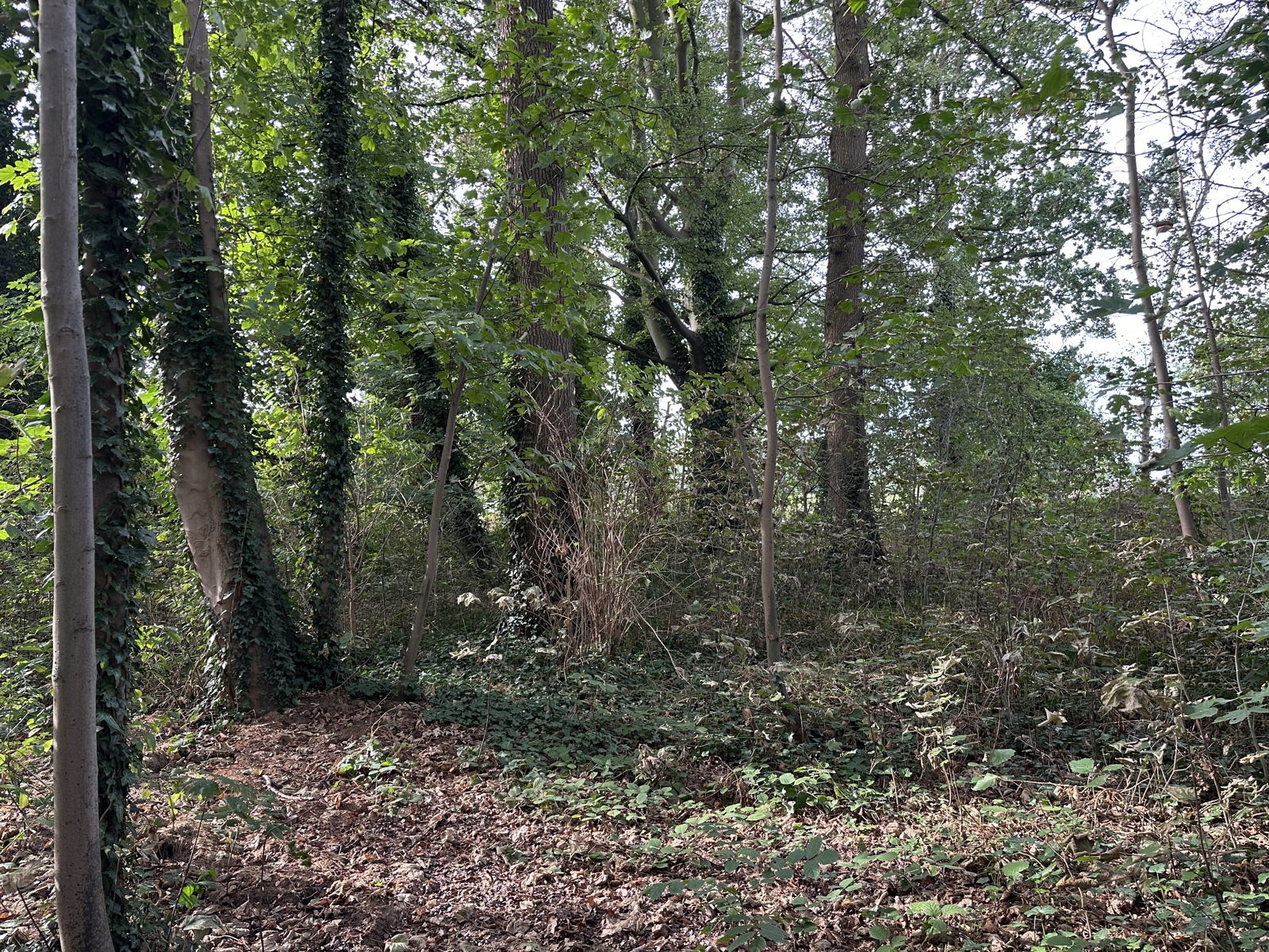 Villaperceel voor open bebouwing van ca. 2634m² - foto 5