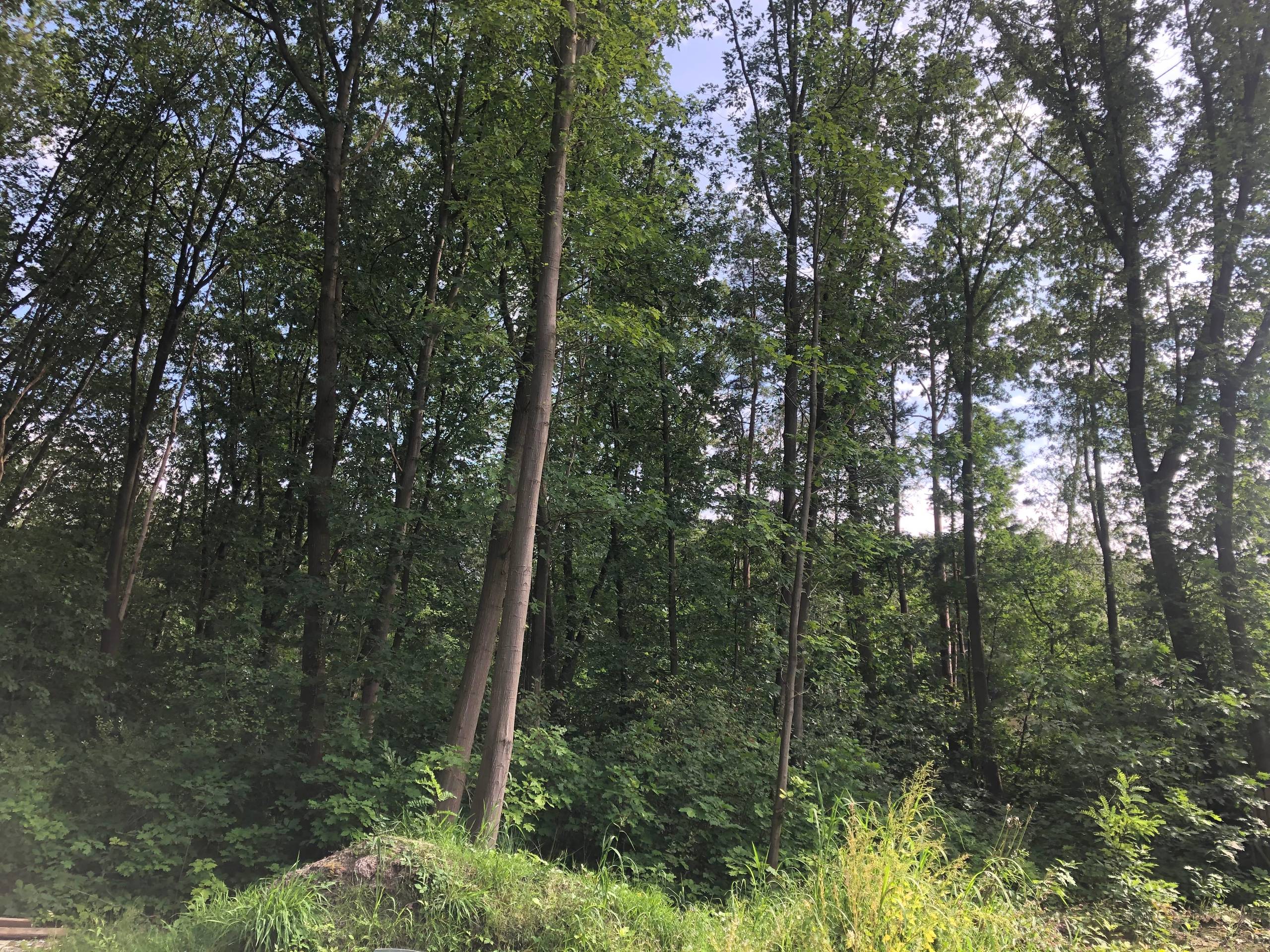 Land for sale in Westmeerbeek - photo 3