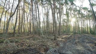 Rustig en residentieel gelegen bouwgrond van 31a10ca met aanpalende bosgrond van 37a50ca. Gelegen op het einde van een zijtak van de...