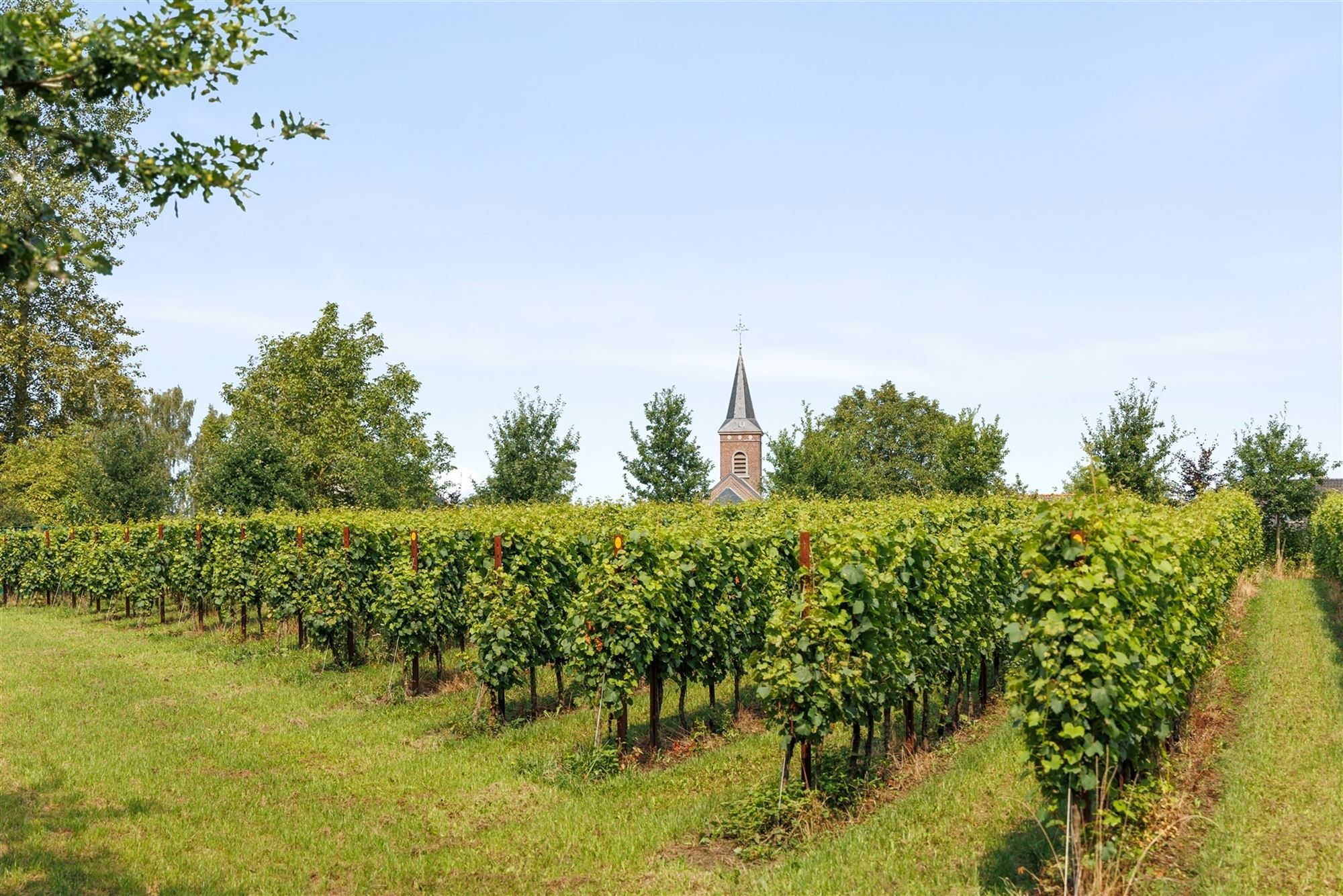 Unieke kasteelvilla met wijndomein en guesthouse - foto 5