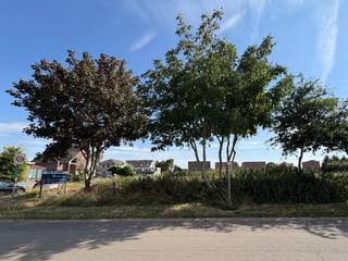 Deze prachtig gelegen bouwgrond van 8 are 17 ca voor open bebouwing bevindt zich op de hoek van de Vlasstraat en de Burgemeester Bovensstraat in Meeswijk. U geniet hier van een rustige en aangename woonomgeving, met winkels, scholen en eetgelegenheden op korte afstand.<br /><br />De gunstige ligging zorgt voor een vlotte verbinding naar omliggende gemeenten en belangrijke invalswegen. Daarnaast bevindt het perceel zich op korte afstand van het veerpunt over de Maas, waardoor u vlot de verbinding maakt met Nederland.<br /><br /><strong>Beschrijving perceel:</strong><br />- Geschikt voor open bebouwing<br />- Gelegen in een goedgekeurde niet vervallen verkaveling<br />- LOT 3 op het verkavelingsplan (zie foto)<br />- Oppervlakte: 817 m²<br />- Bestemming: woongebied met landelijk karakter<br /><br />Voor meer informatie en de bouwvoorschriften neem contact op via gilles@haerdimmo.be of 0492/86 61 15.<br /><br />Wenst u een gratis schatting van uw eigendom? Contacteer mij vrijblijvend voor een afspraak!