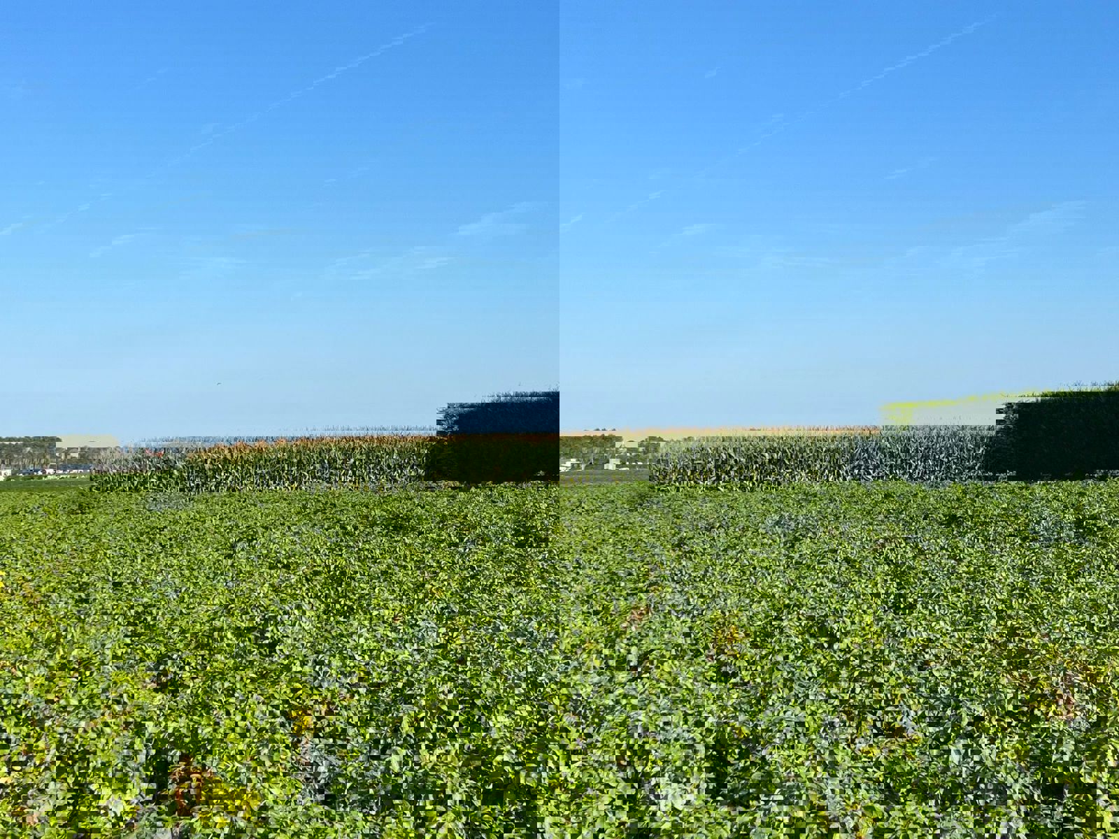 Grond te koop in Poperinge - foto 5