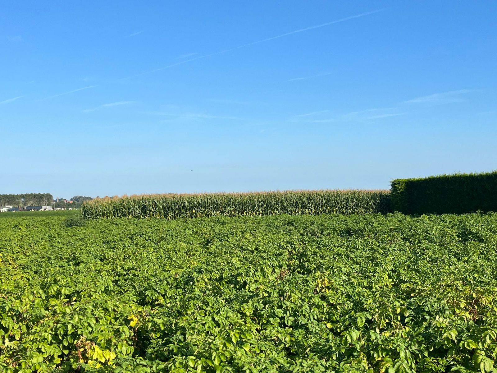 Land for sale in Poperinge - photo 5