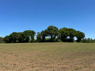 Den - eikenbos te koop in Herenthout.