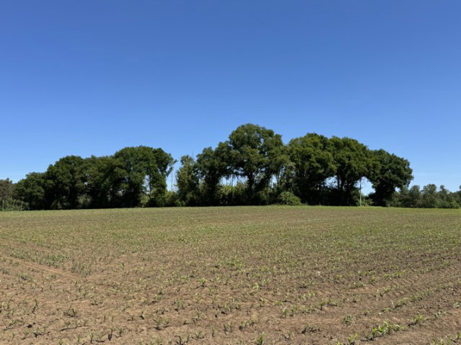 Den - eikenbos te koop in Herenthout.
