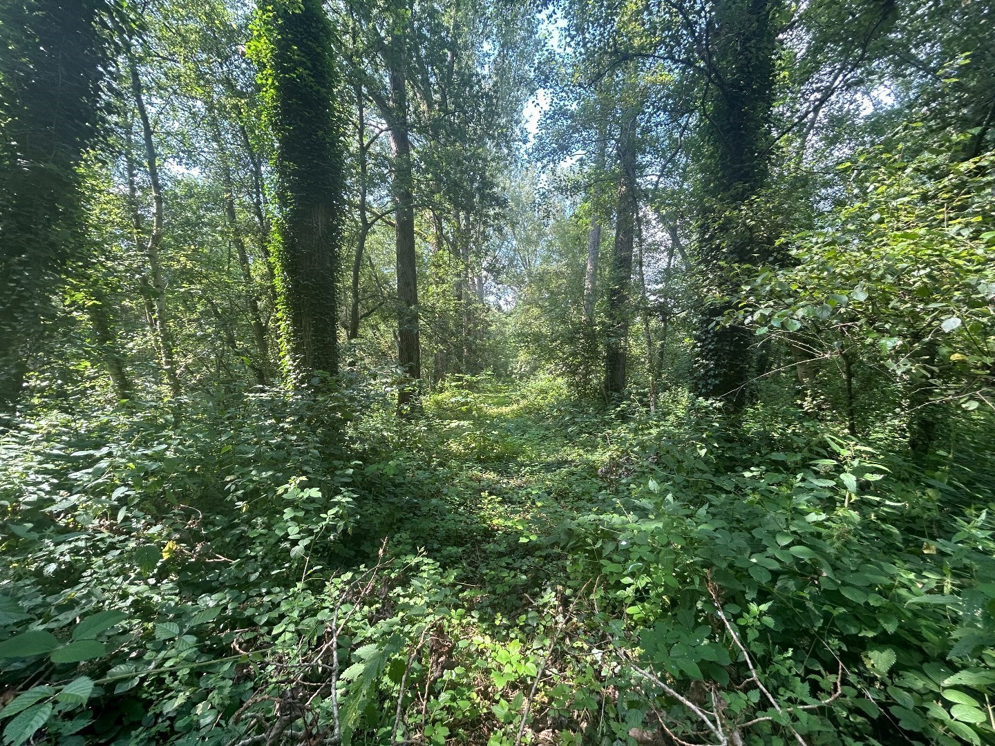 Uniek perceel van 87 are en 84 ca. met vijver in Geel - foto 4