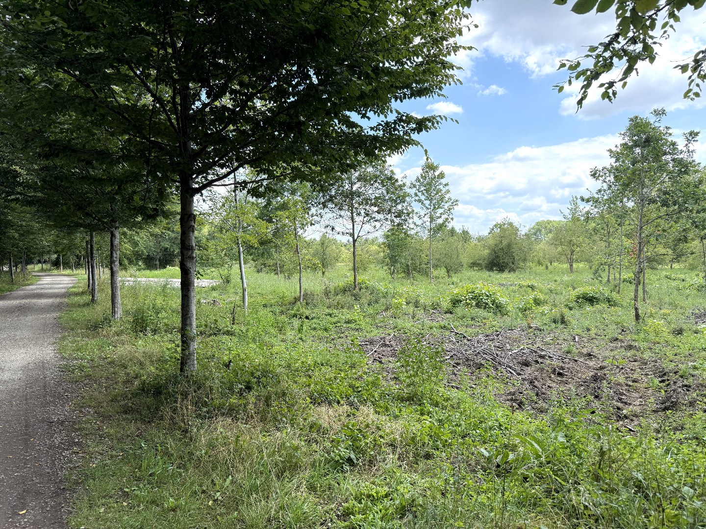 Perceel bos/weiland 5ha in natuurgebied De Kevie te Tongeren - foto 5