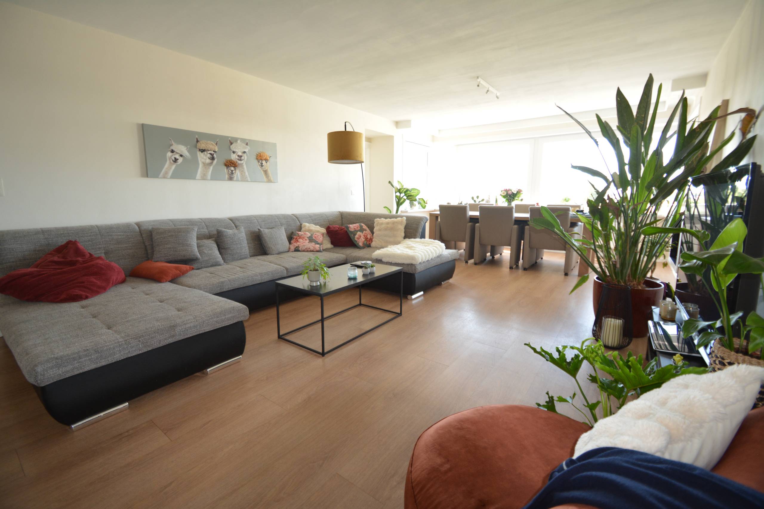 Apartment for rent in Waregem with 3 bedrooms - photo 4