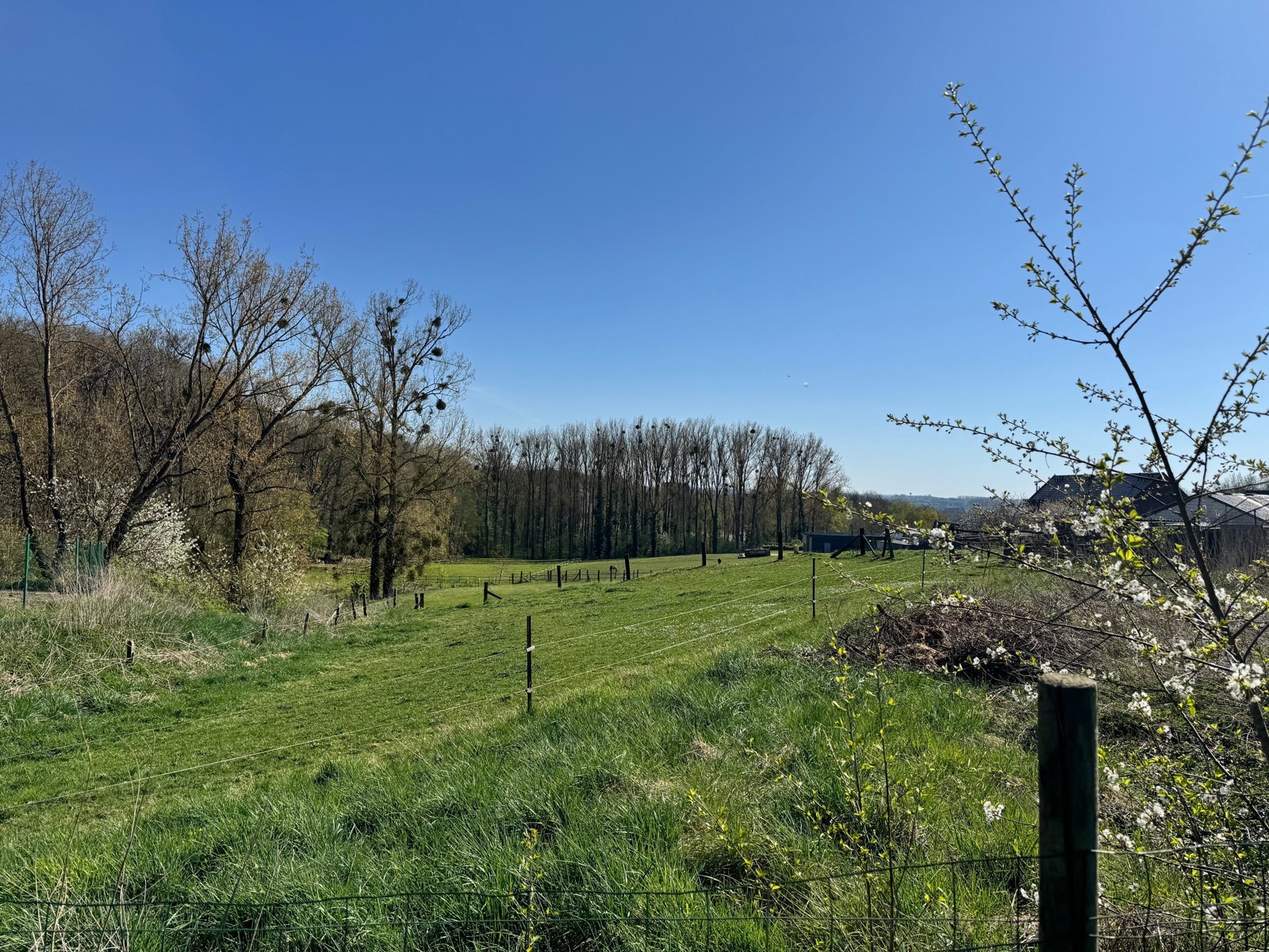 Land for sale in Pellenberg - photo 4