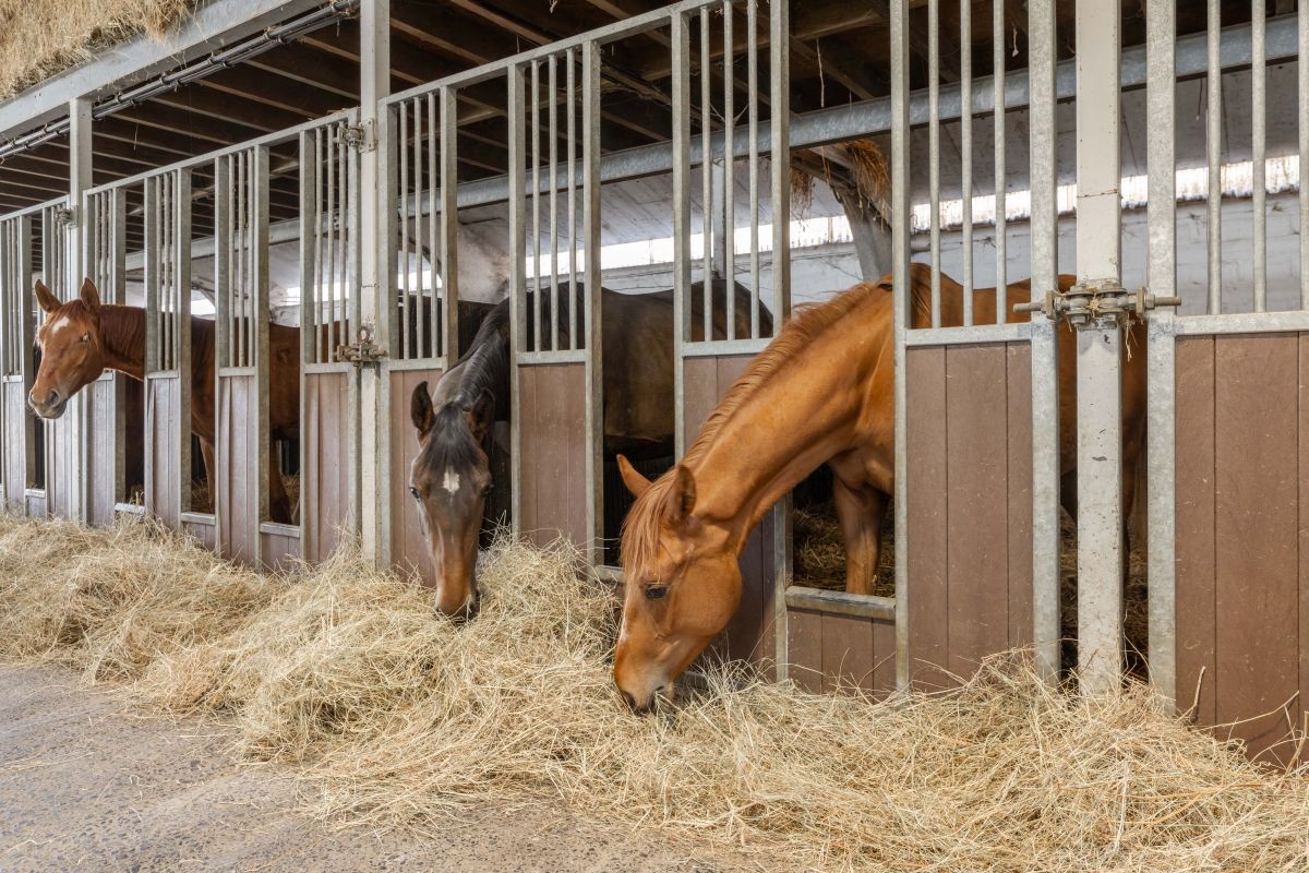 Prachtige paardenstoeterij te koop te Ronse - foto 5