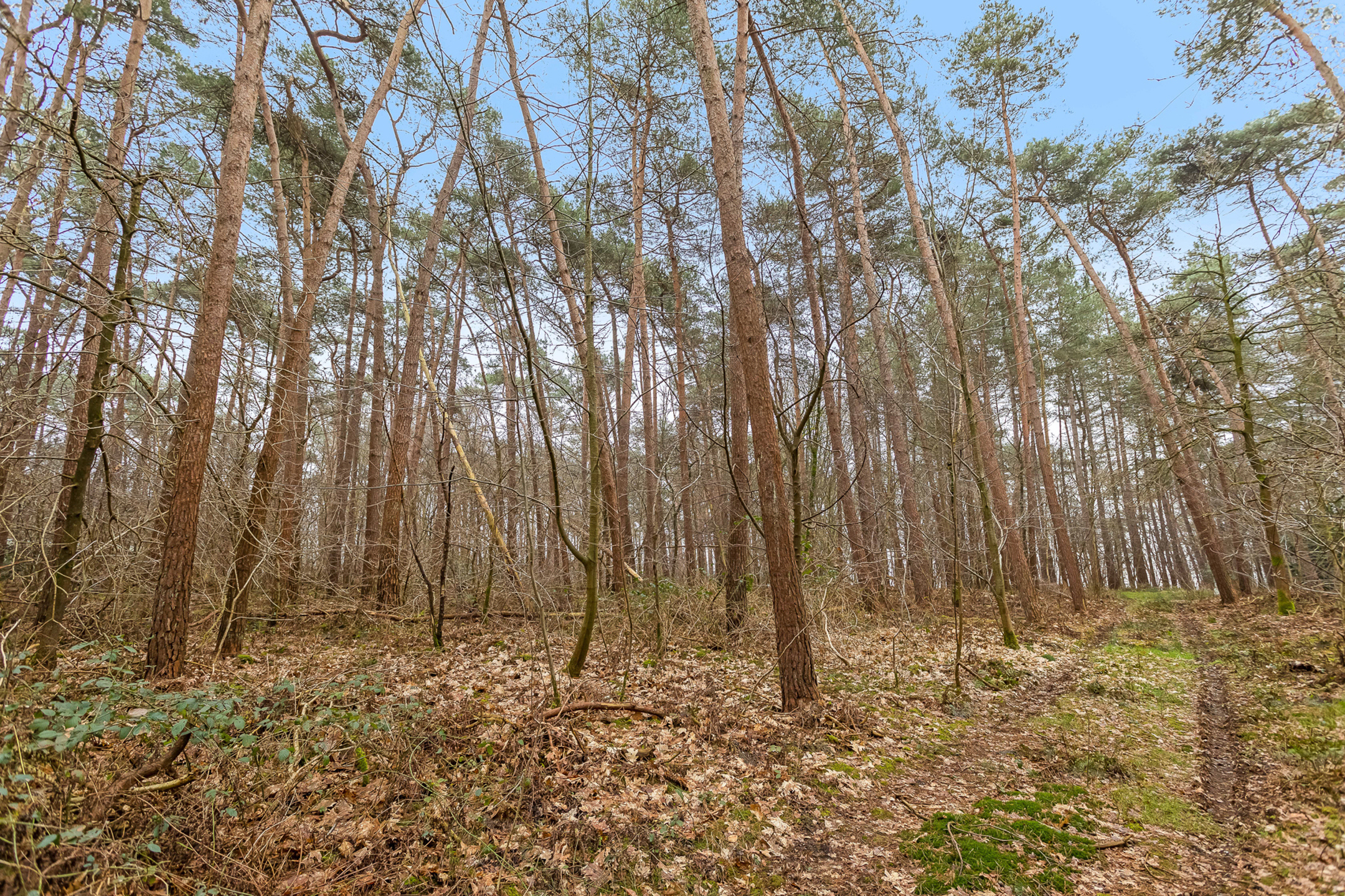 Leuk bos gelegen nabij het centrum van Lichtaart - foto 2