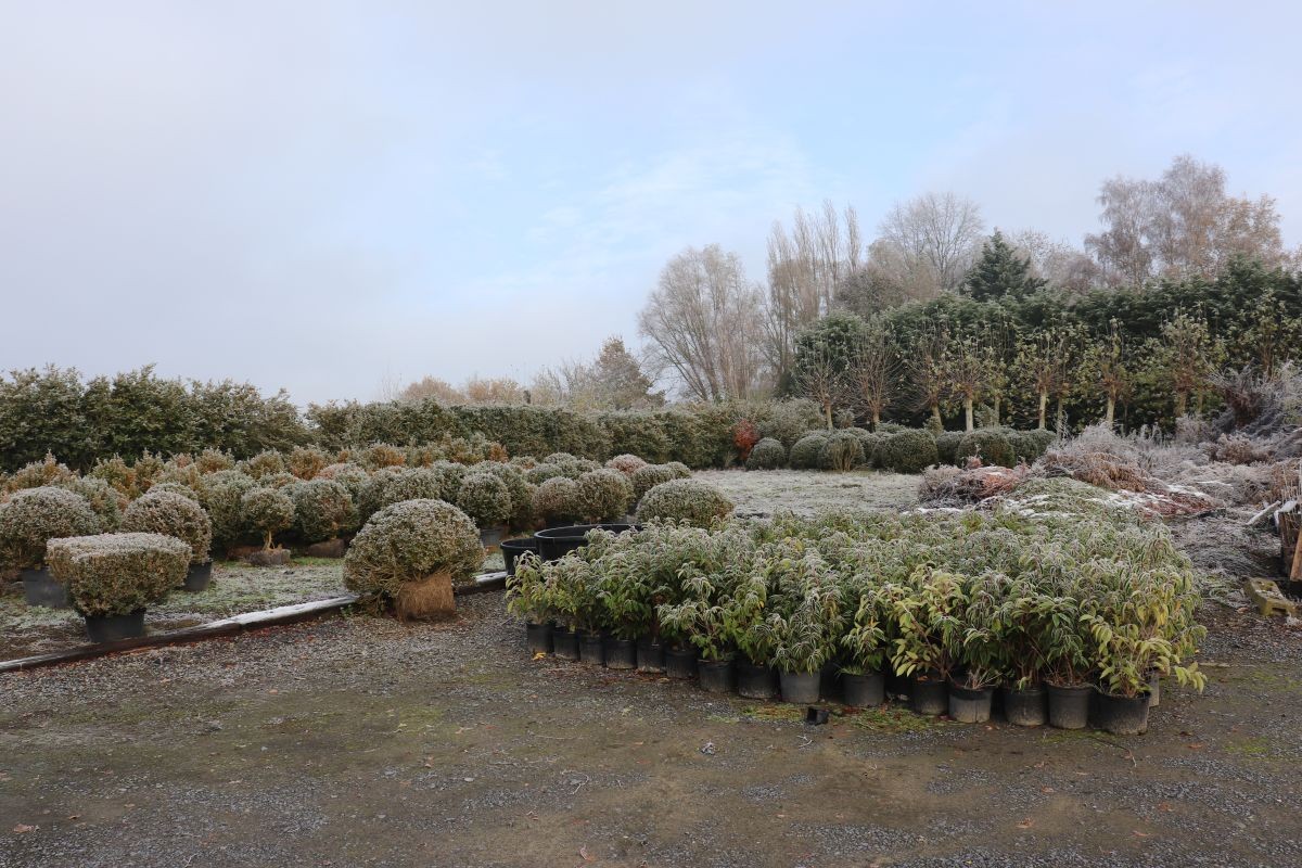 Commercial for sale in Zwevegem - photo 4