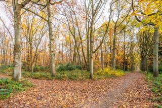 Droomt u van een eigen stukje natuur en de rust van een privébos? Grijp dan nu uw kans! Wij bieden een uitzonderlijk ruim perceel bosgrond te koop...