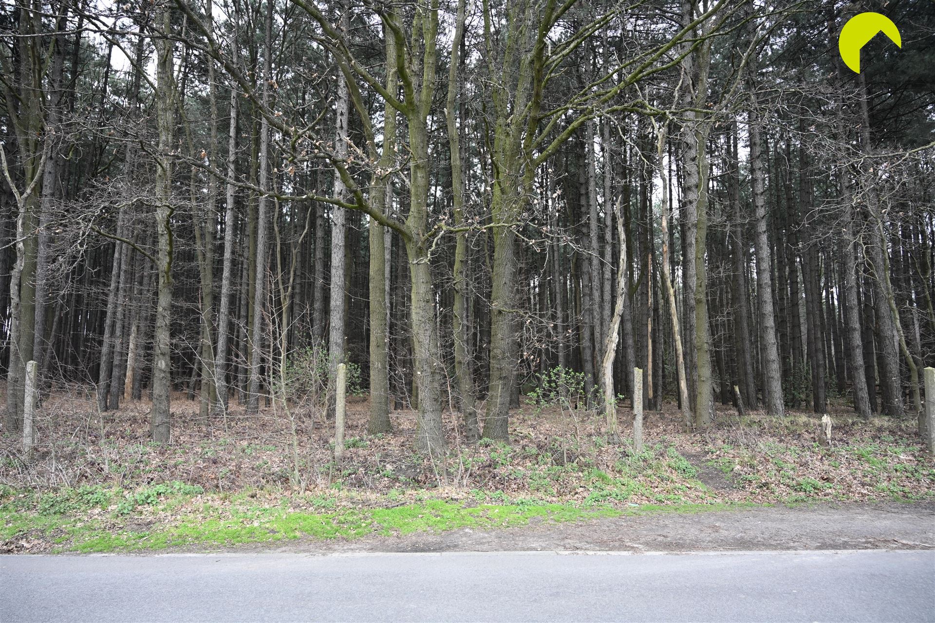 Mooie bosgrond met loofbomen te Wachtebeke! - foto 4