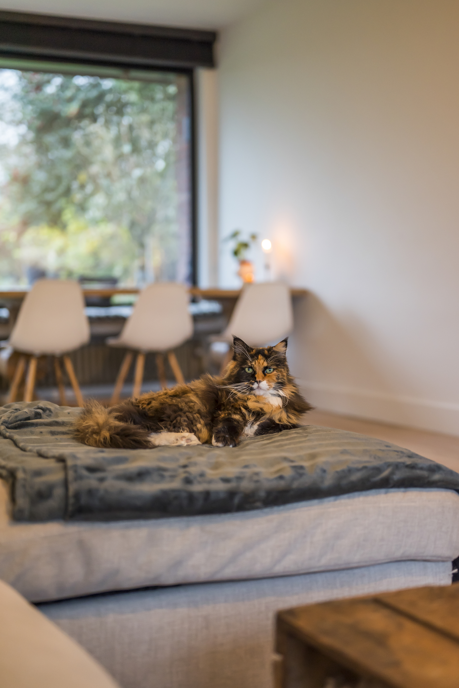 Te koop: open bebouwing in Kruibeke - foto 3