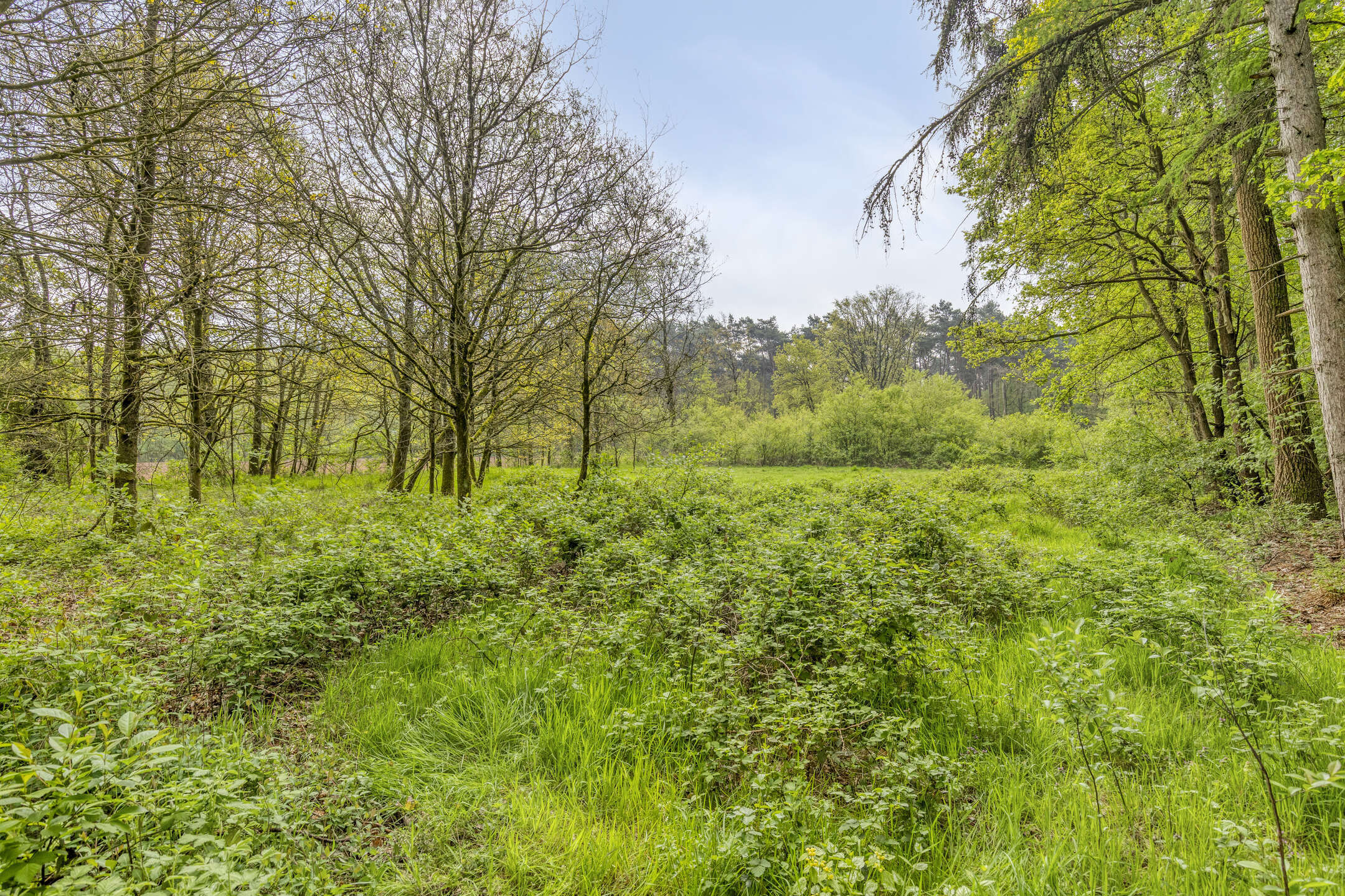 Deels beboste landbouwgrond van 3.905 m² - foto 4