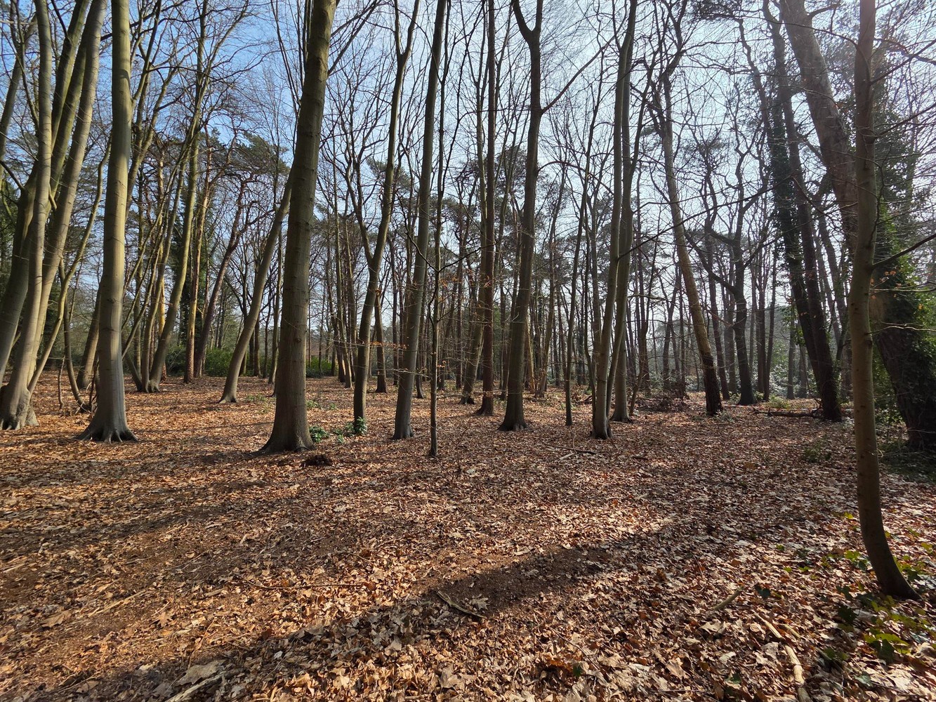 Bouwgrond (5.003 m²) voor een open bebouwing in Kapellen! - foto 4