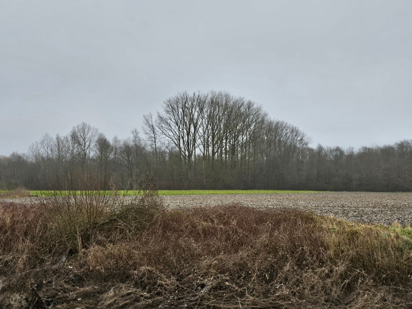 Percelen bos te Rotselaar. IN OPTIE! - foto 2