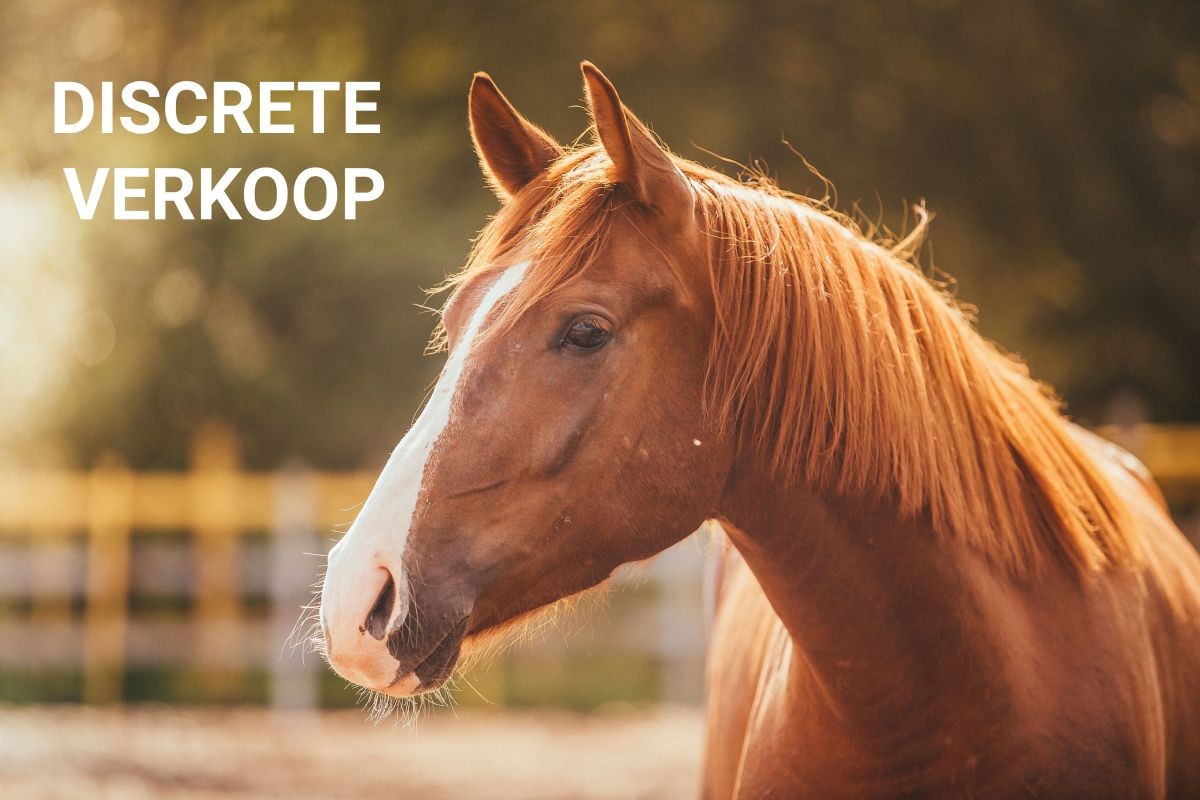 DISCRETE VERKOOPMagnifiek gelegen hoevetje met weide en paardenstal te koop te DammeHogere prijsklasseMeer info ten kantore
