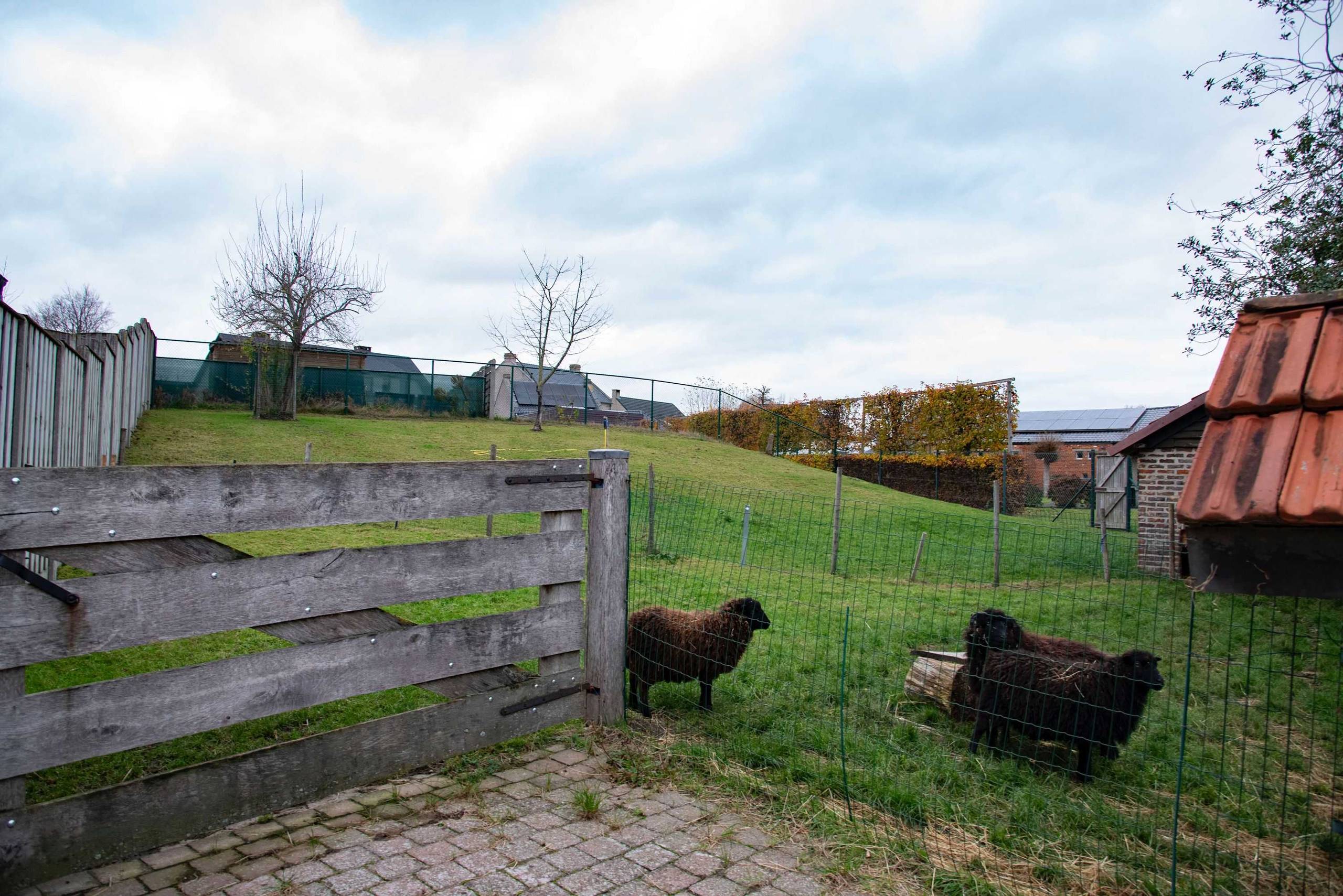 Huis te koop in Kinrooi met 3 slaapkamers - foto 3
