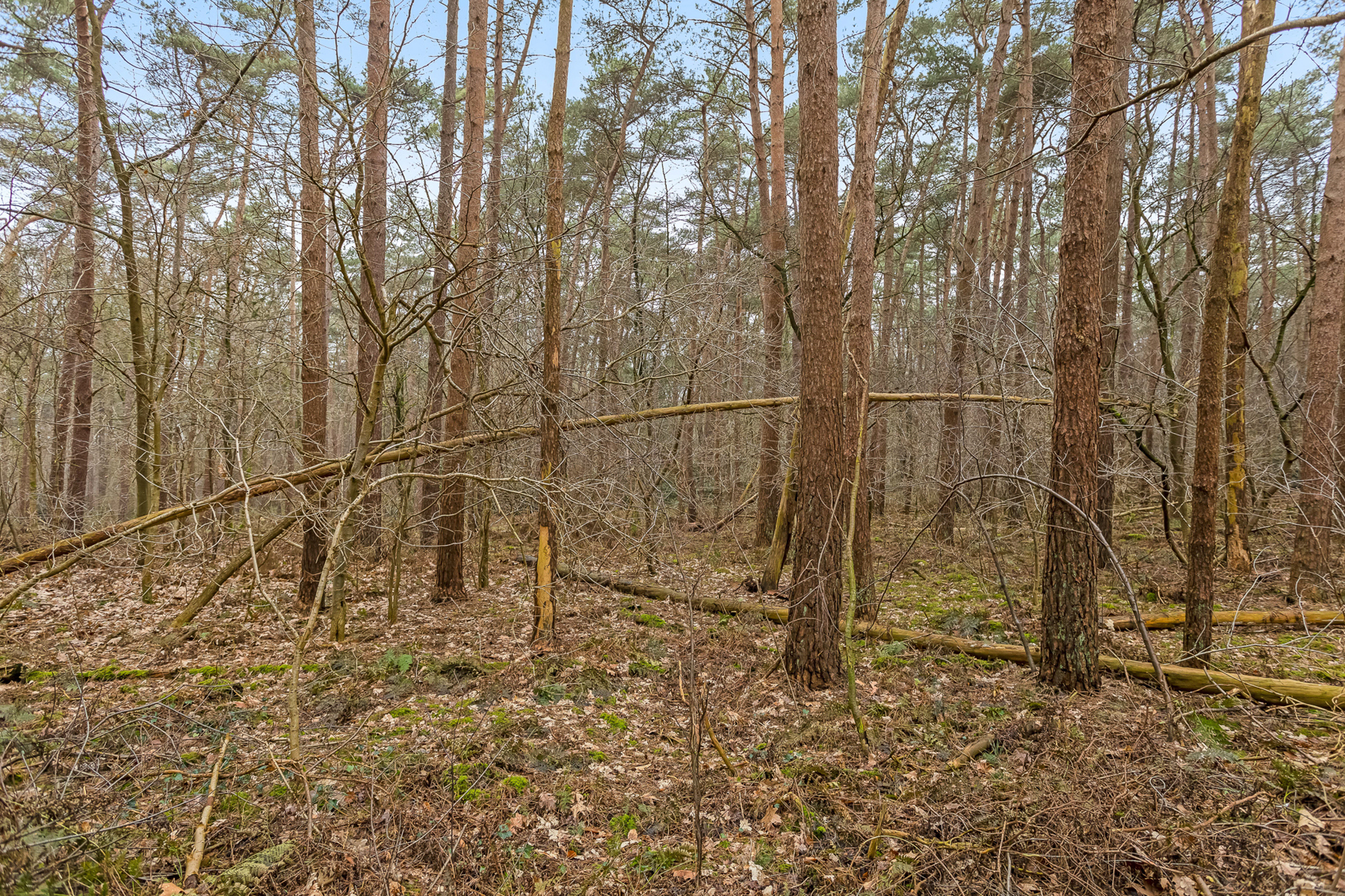 Leuk bos gelegen nabij het centrum van Lichtaart - foto 5