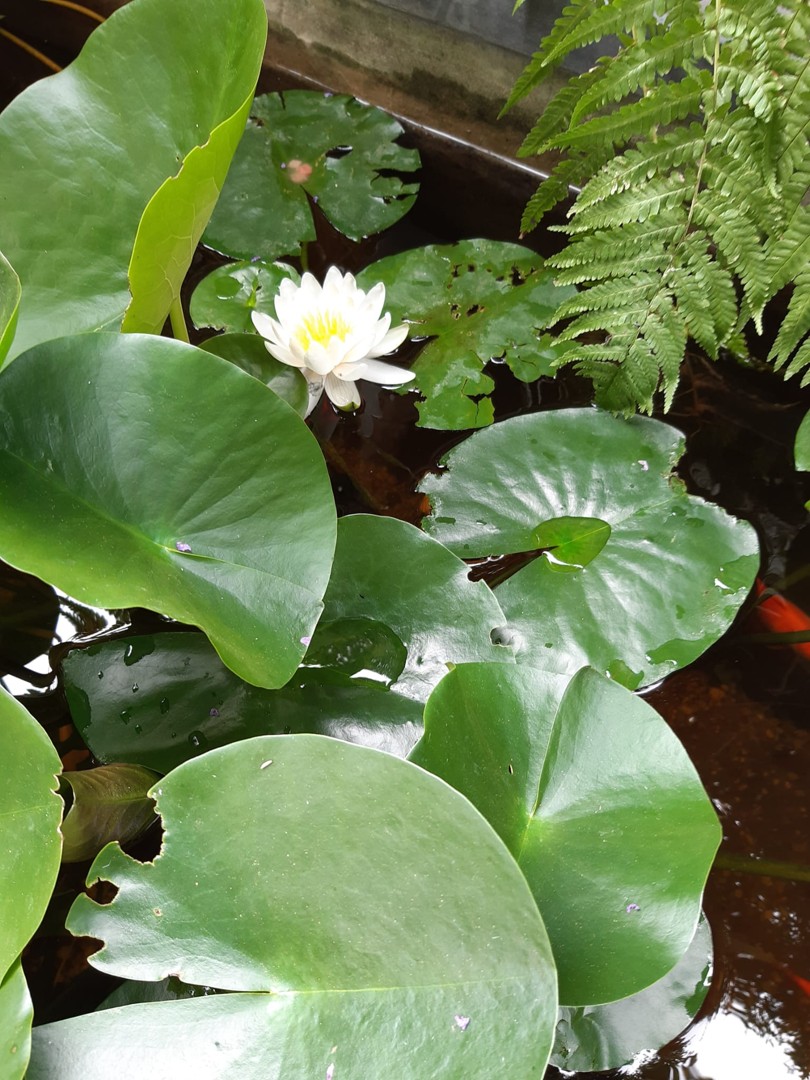 Organische architecten- en kunstenaarswoning - foto 5