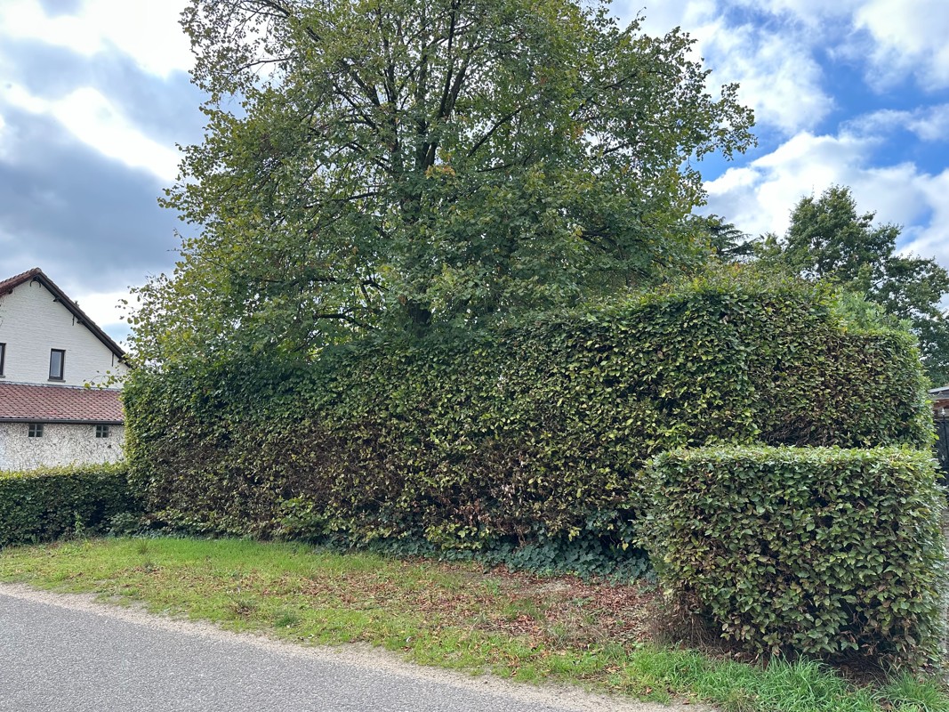 Prachtige ZW gerichte bouwgrond van 941 m² met volwassen tuin. - foto 2