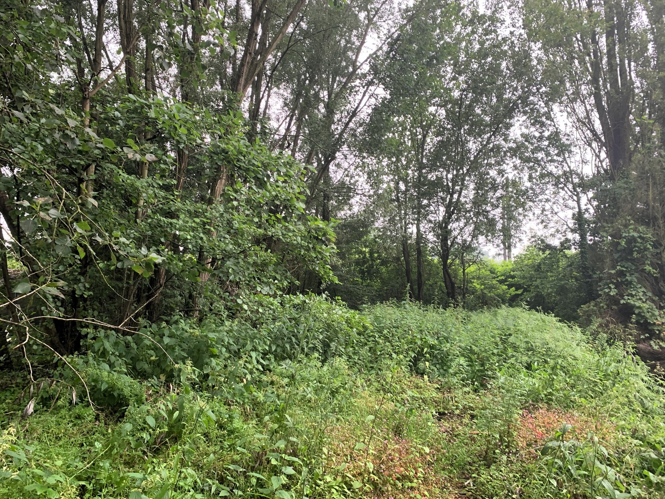 Terrain à vendre à Lint - photo 5