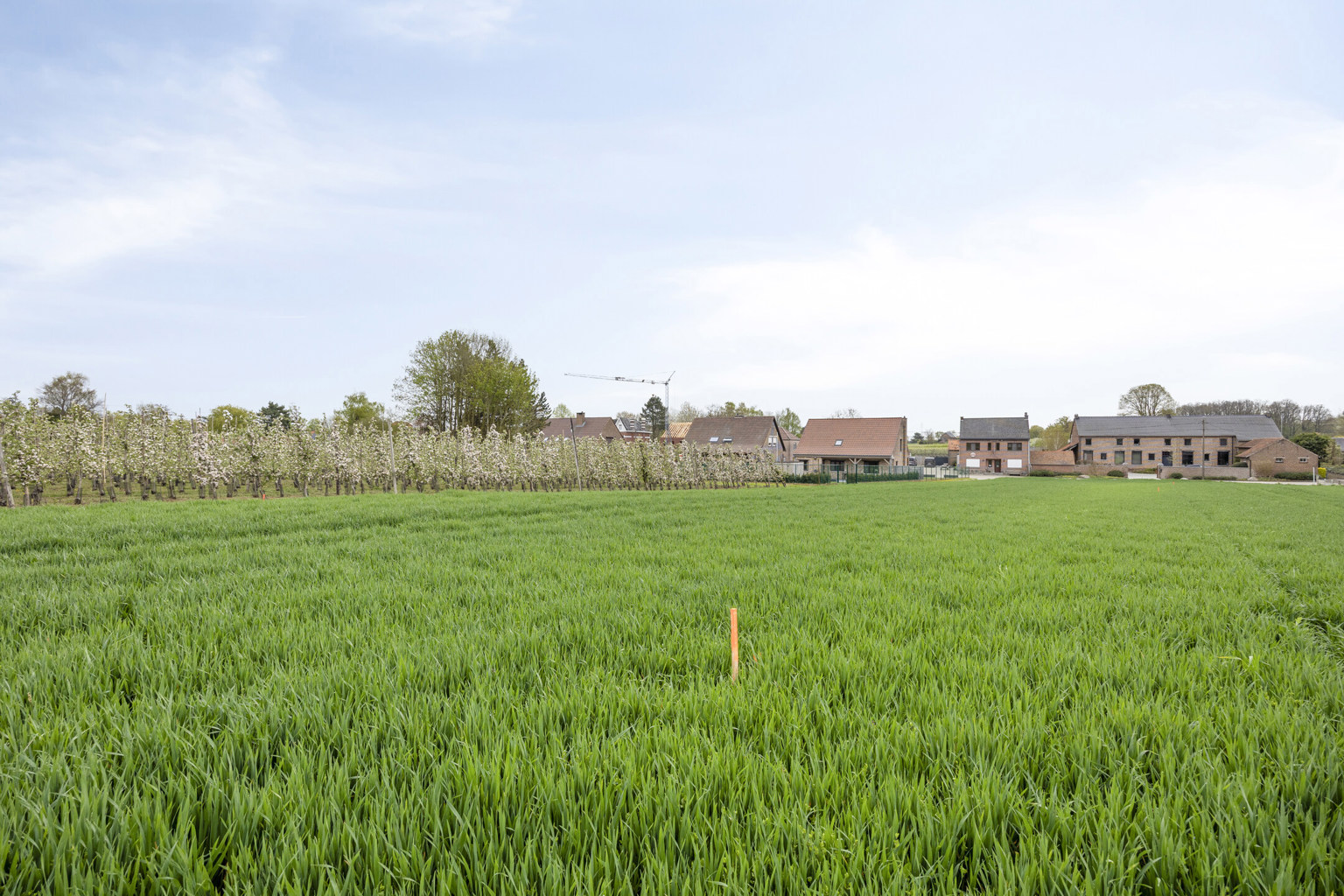 Terrain à vendre à Glabbeek - photo 5