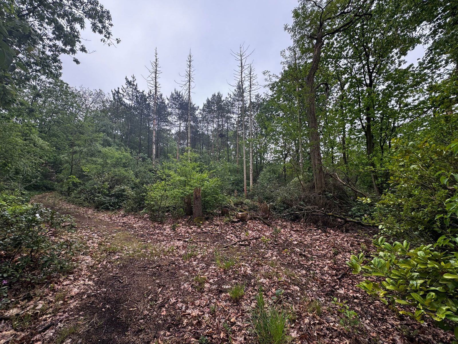 Rustig gelegen perceel bosgrond in groene omgeving te Lille - foto 3