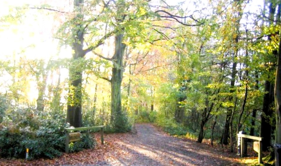Maison à louer à Kapellen avec 3 chambres - photo 2