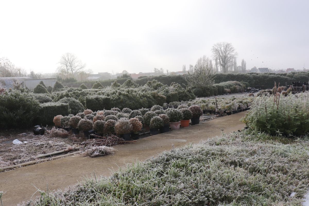 Commercial for sale in Zwevegem - photo 5