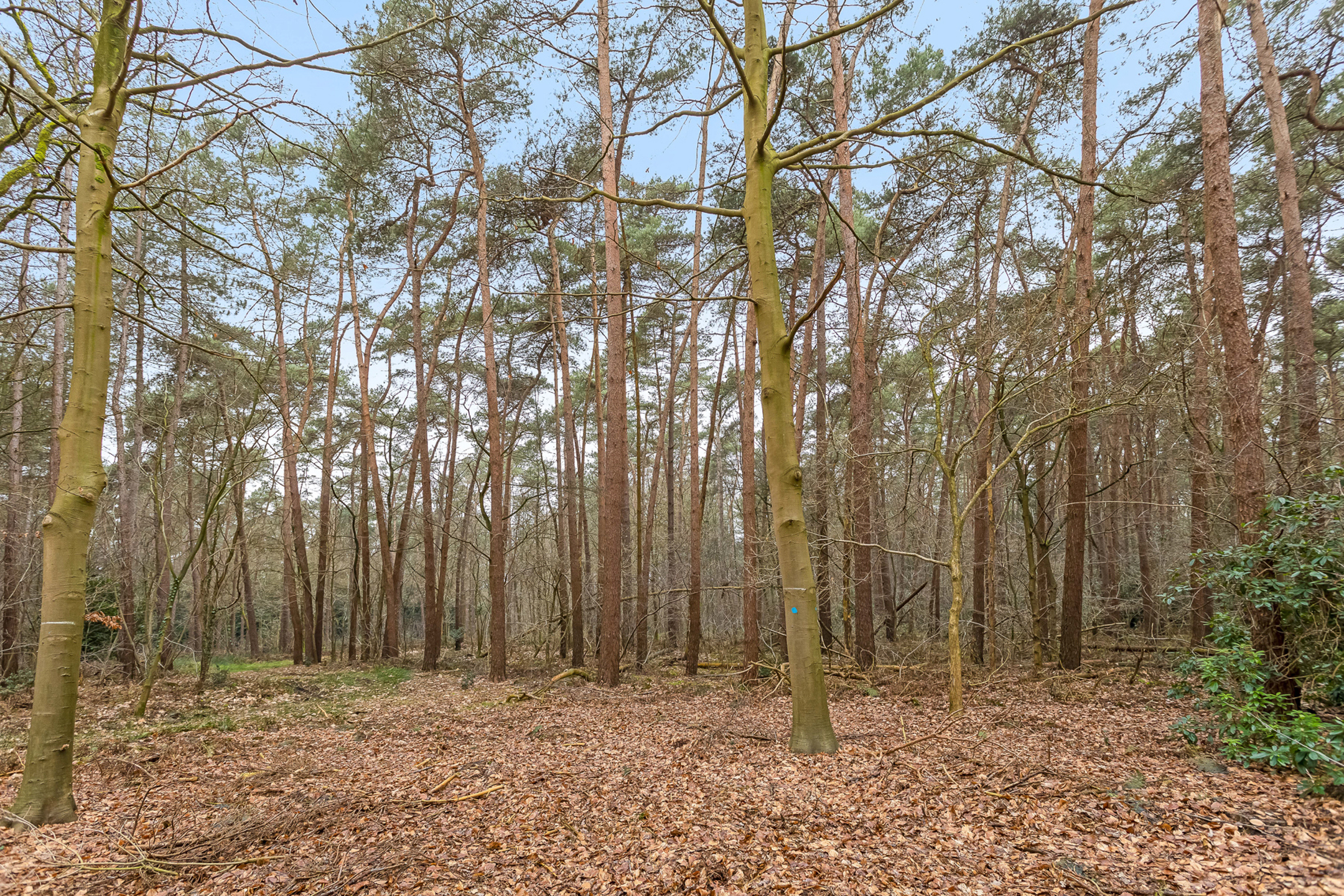 Leuk bos gelegen nabij het centrum van Lichtaart - foto 4
