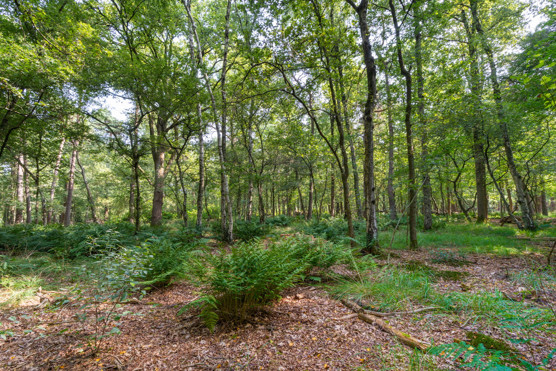 Terrain à vendre à Kapellen - photo 4