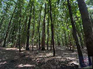 Stel u voor: een plek waar enkel het ruisen van de bomen en het gezang van vogels de stilte doorbreken. Een plek waar u tot rust komt, midden in...
